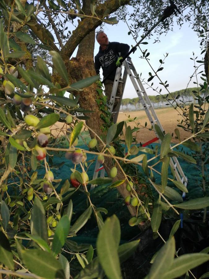 Il Podere Di Sole ロッカストラーダ エクステリア 写真