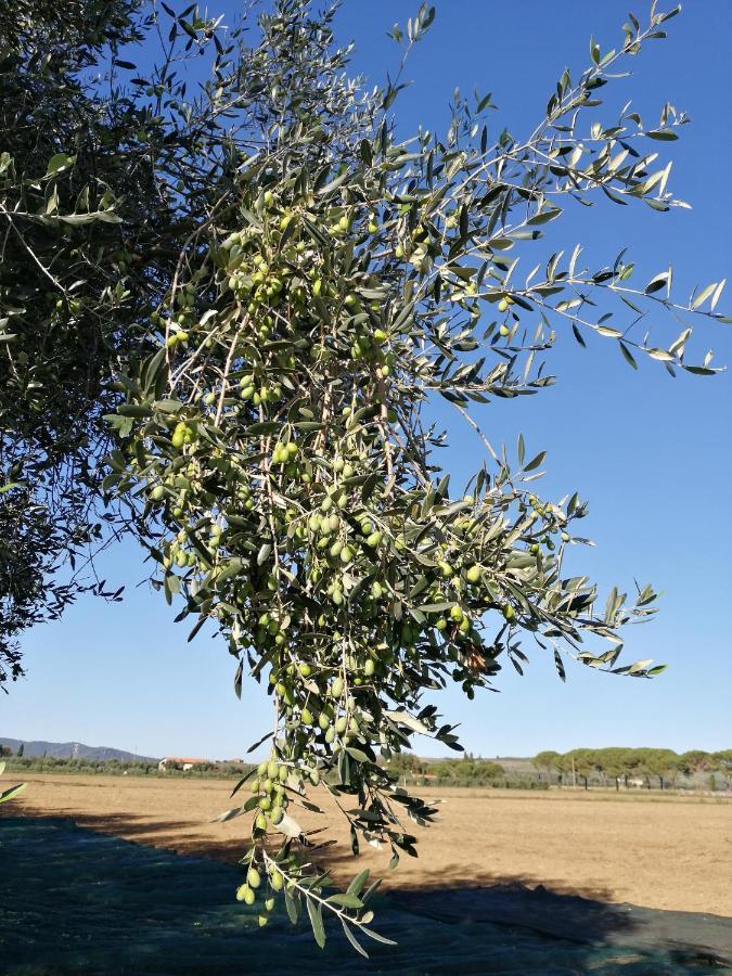 Il Podere Di Sole ロッカストラーダ エクステリア 写真